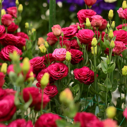 Tornfrie Prærieklokke frø (100 stk) 💐 Prærieklokke