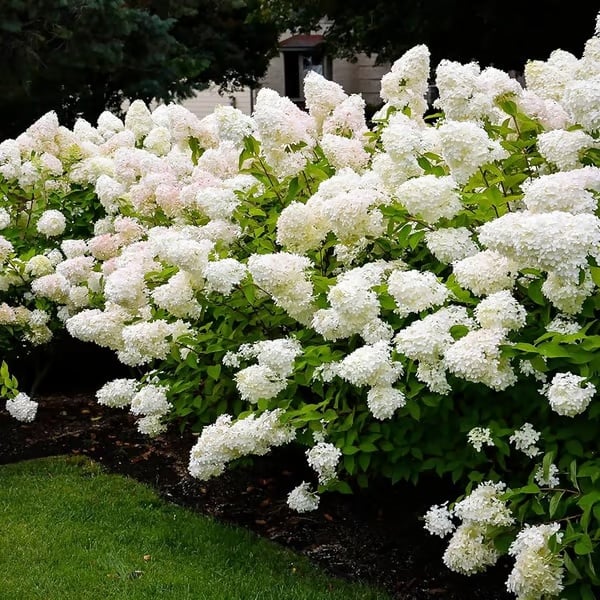🌈 Farverig Hortensia-frømix (60 frø) – Smukke og hårdføre flerårige frø