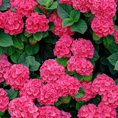 🌈 Farverig Hortensia-frømix (60 frø) – Smukke og hårdføre flerårige frø