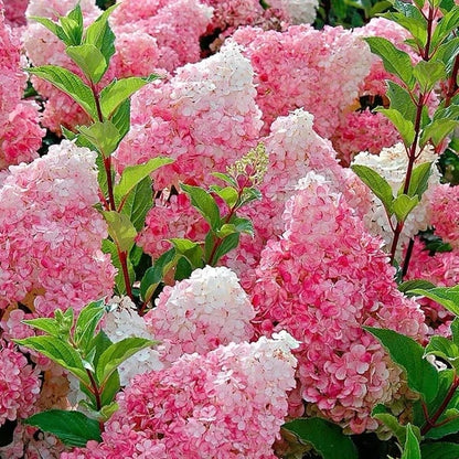 🌈 Farverig Hortensia-frømix (60 frø) – Smukke og hårdføre flerårige frø