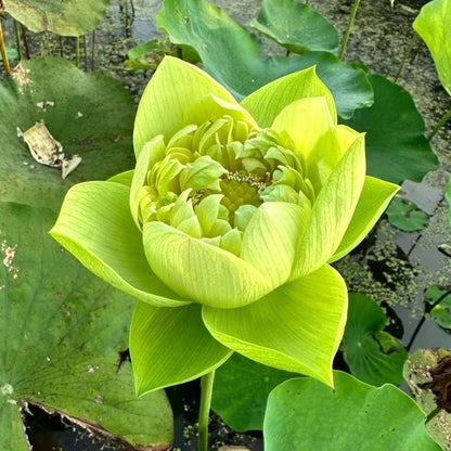 Hellige lotusfrø – 100 stk