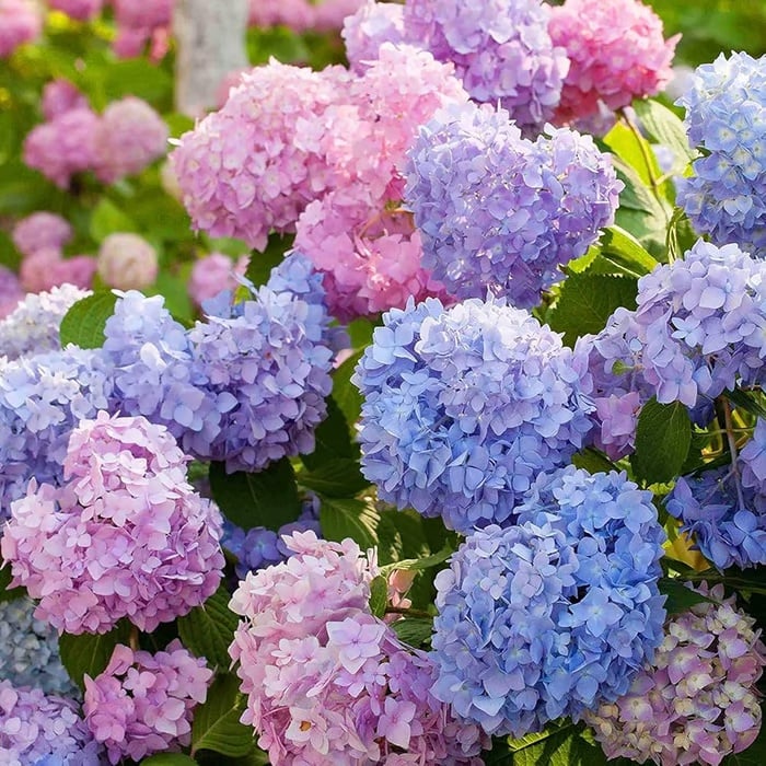 🌈 Farverig Hortensia-frømix (60 frø) – Smukke og hårdføre flerårige frø