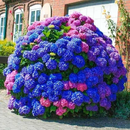🌈 Farverig Hortensia-frømix (60 frø) – Smukke og hårdføre flerårige frø