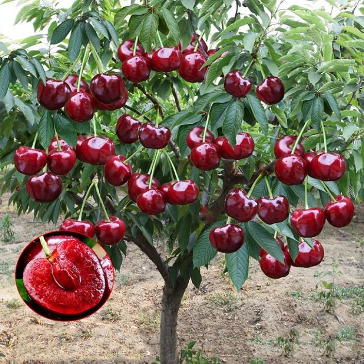 Sødkirsebærfrø (50 stk - Ikke-GMO) 🌿 (Kan plantes om vinteren)