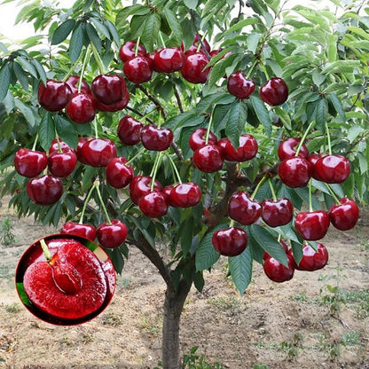 Sødkirsebærfrø (50 stk - Ikke-GMO) 🌿 (Kan plantes om vinteren)