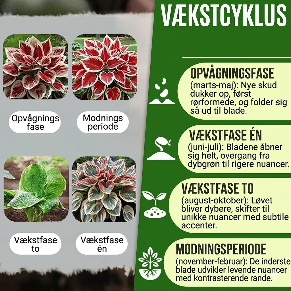 Sjældne premiumplanter af høj kvalitet, som er nemme at passe.