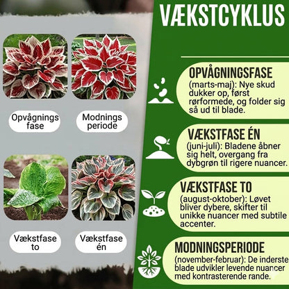 Sjældne premiumplanter af høj kvalitet, som er nemme at passe.