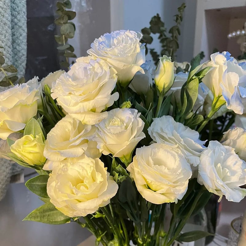 Tornfrie Prærieklokke frø (100 stk) 💐 Prærieklokke