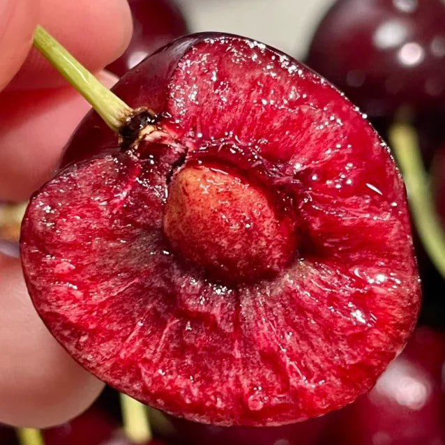 Sødkirsebærfrø (50 stk - Ikke-GMO) 🌿 (Kan plantes om vinteren)