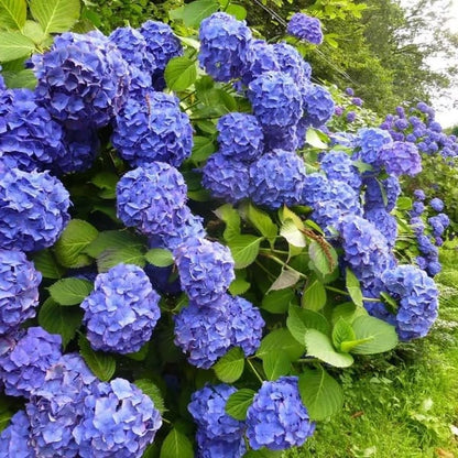 🌈 Farverig Hortensia-frømix (60 frø) – Smukke og hårdføre flerårige frø