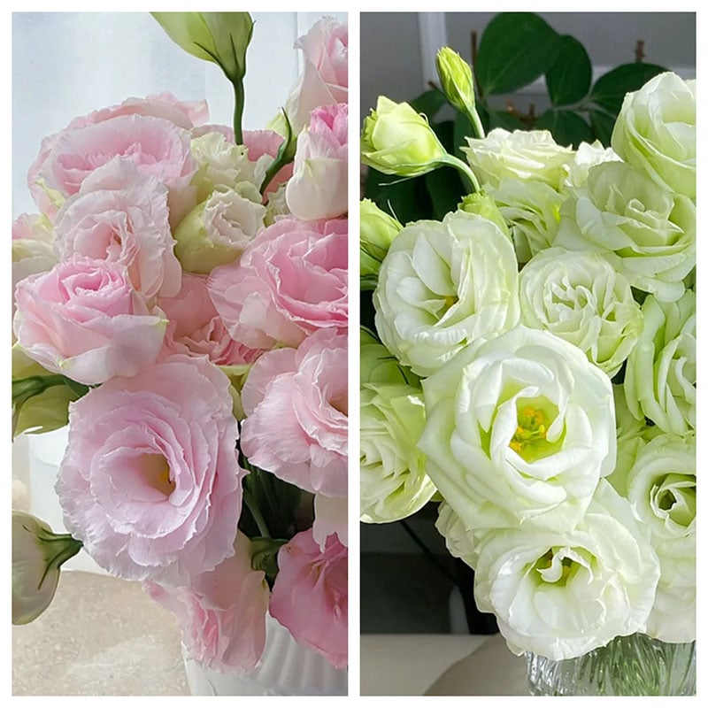 Tornfrie Prærieklokke frø (100 stk) 💐 Prærieklokke