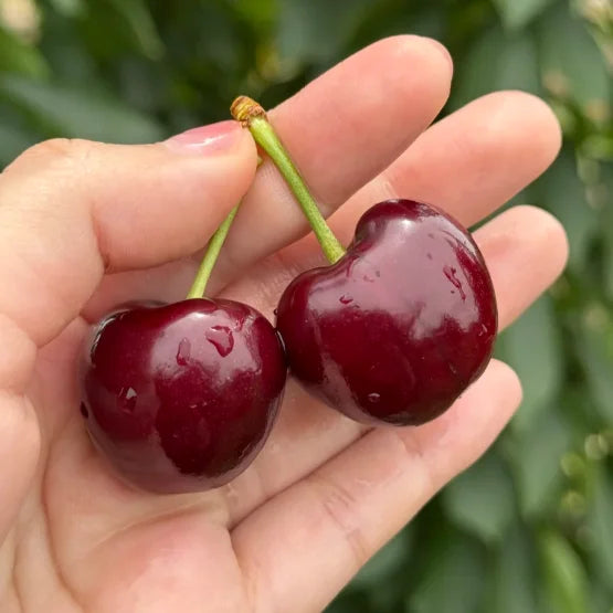 Sødkirsebærfrø (50 stk - Ikke-GMO) 🌿 (Kan plantes om vinteren)