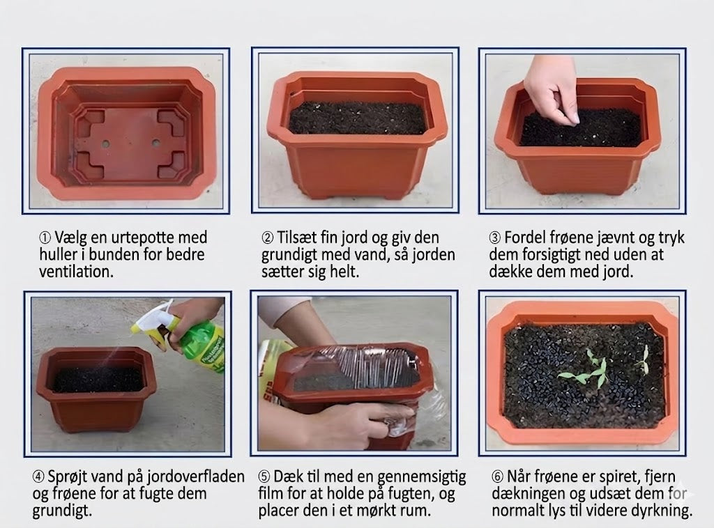 Sjældne premiumplanter af høj kvalitet, som er nemme at passe.