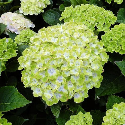 🌈 Farverig Hortensia-frømix (60 frø) – Smukke og hårdføre flerårige frø