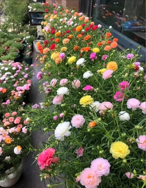 Portulak frøblanding (1000 frø) – Portulak / Solrose
