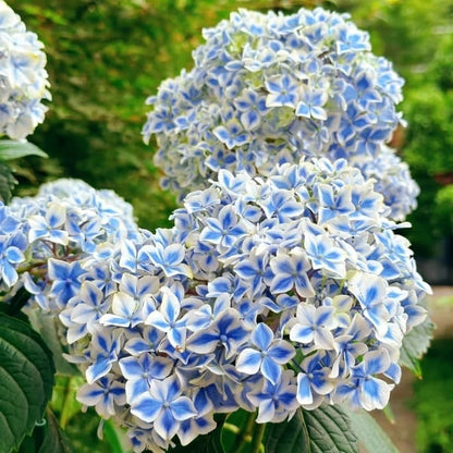 🌈 Farverig Hortensia-frømix (60 frø) – Smukke og hårdføre flerårige frø