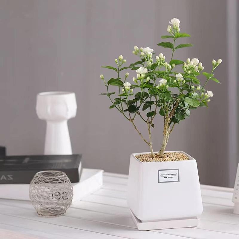 100 stk Duftende jasminfrø (Ikke-GMO)
