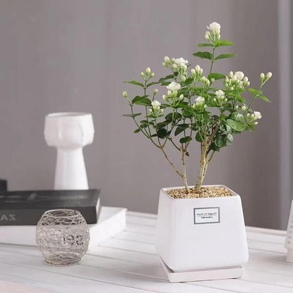 100 stk Duftende jasminfrø (Ikke-GMO)