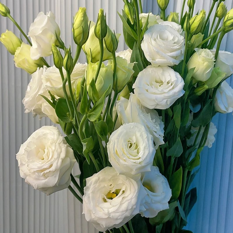 Tornfrie Prærieklokke frø (100 stk) 💐 Prærieklokke