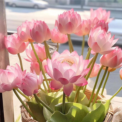 Hellige lotusfrø – 100 stk
