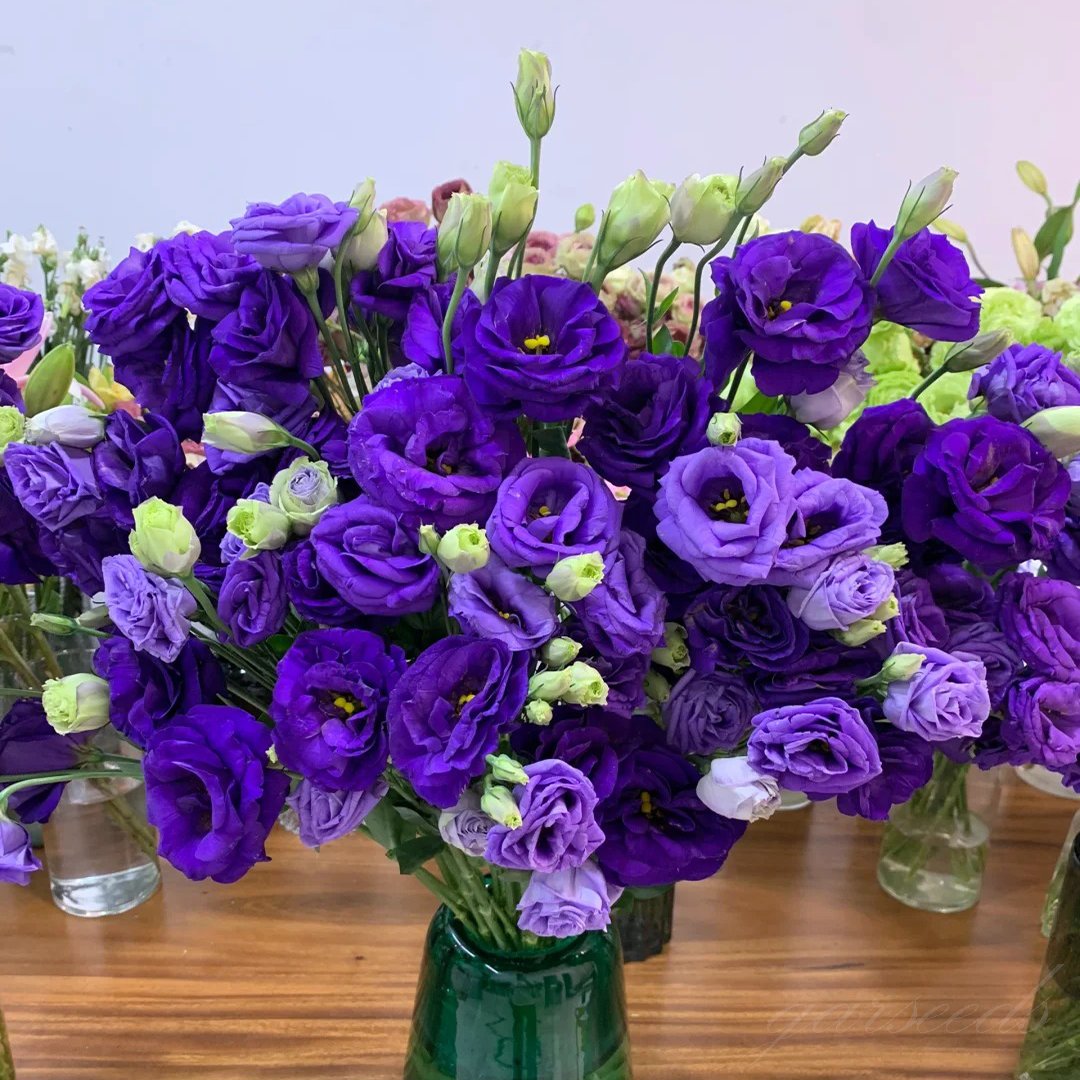 Tornfrie Prærieklokke frø (100 stk) 💐 Prærieklokke