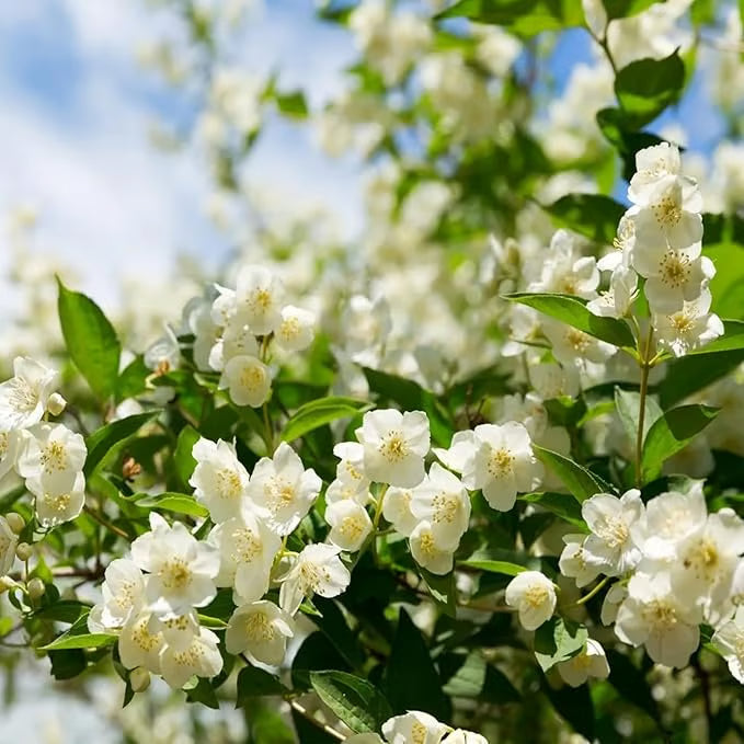 Økologiske jasminfrø – 100 stk