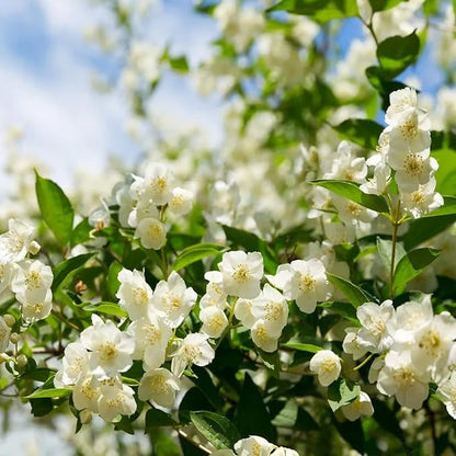 Økologiske jasminfrø – 100 stk