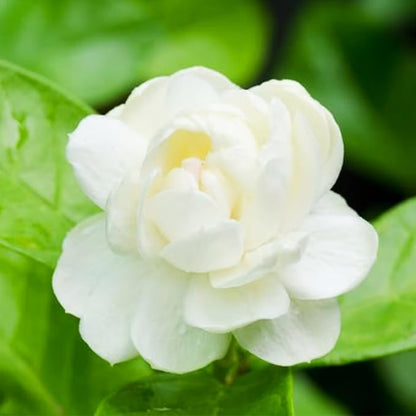 Økologiske jasminfrø – 100 stk