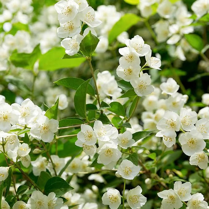 Økologiske jasminfrø – 100 stk