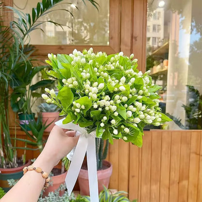 Økologiske jasminfrø – 100 stk