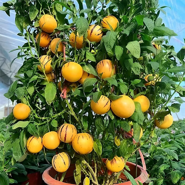 Pepinomelon frømix – 1000 stk